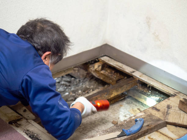 Best Professional Mold Removal  in East Liverpool, OH