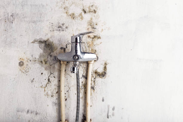 Best Certified Mold Removal  in East Liverpool, OH