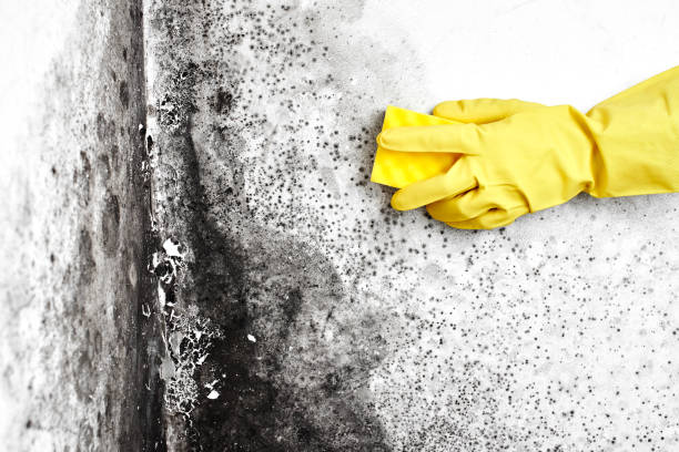 Certified Mold Removal in East Liverpool, OH