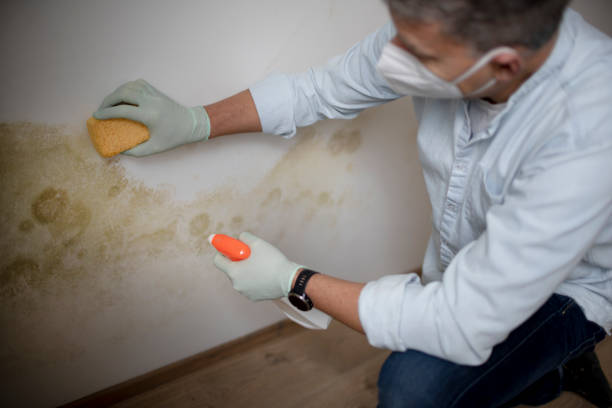 Home Mold Removal in East Liverpool, OH