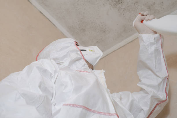 Best Certified Mold Removal  in East Liverpool, OH