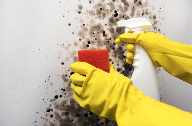 Best Toxic Mold Removal  in East Liverpool, OH