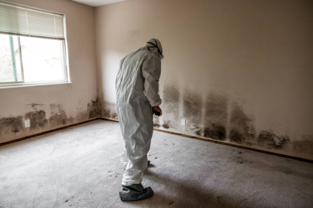 Best Affordable Mold Removal  in East Liverpool, OH