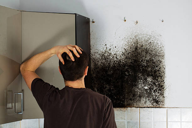 Best Home Mold Removal  in East Liverpool, OH