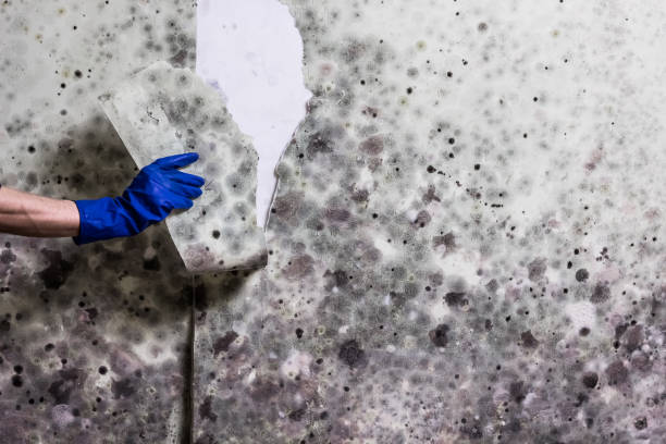 Best Fast Mold Removal  in East Liverpool, OH