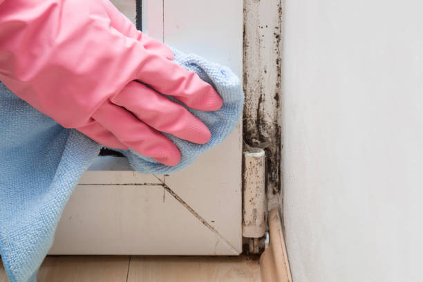 Best Fast Mold Removal  in East Liverpool, OH