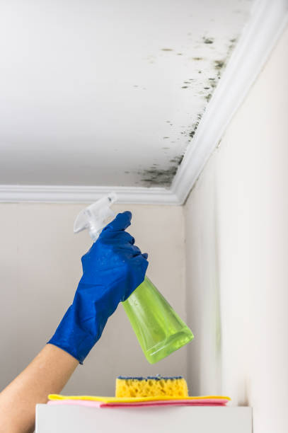 Trusted East Liverpool, OH Mold Removal Experts